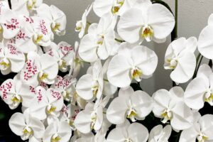 家族葬での供花マナー完全ガイド：相場は？送ってもいい？