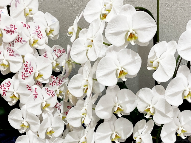 家族葬での供花マナー完全ガイド：相場は？送ってもいい？